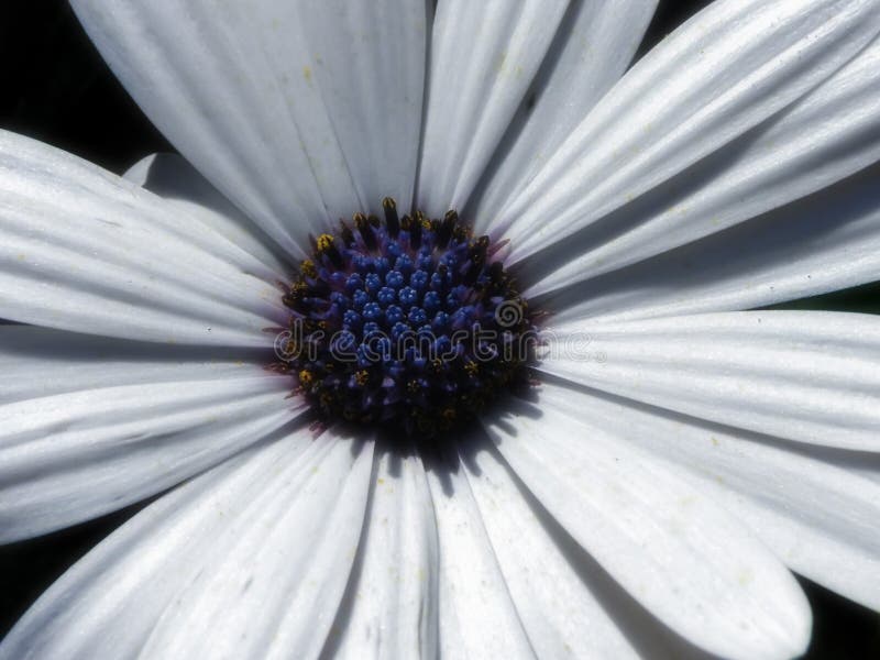 A close-up view of a white and blue Osteospermum ecklonis flower. A close-up view of a white and blue Osteospermum ecklonis flower.