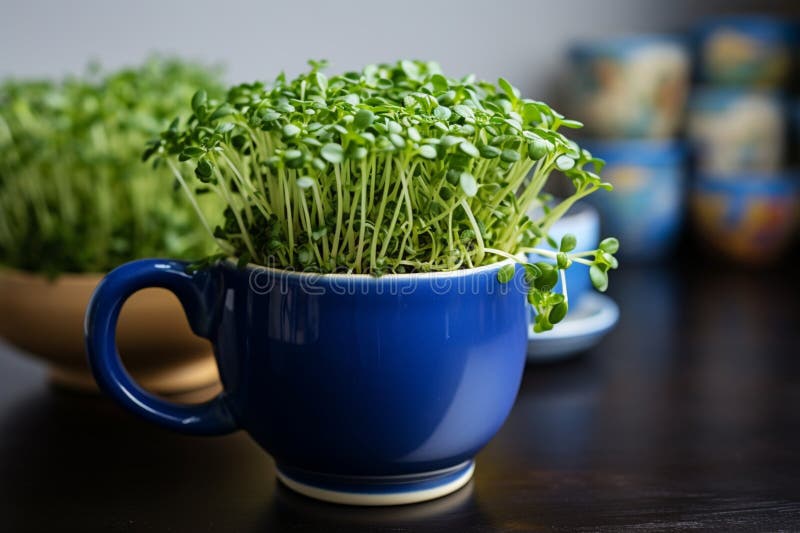 Easter greenery Home breeding green cress in a dark blue cup Generative AI. Easter greenery Home breeding green cress in a dark blue cup Generative AI