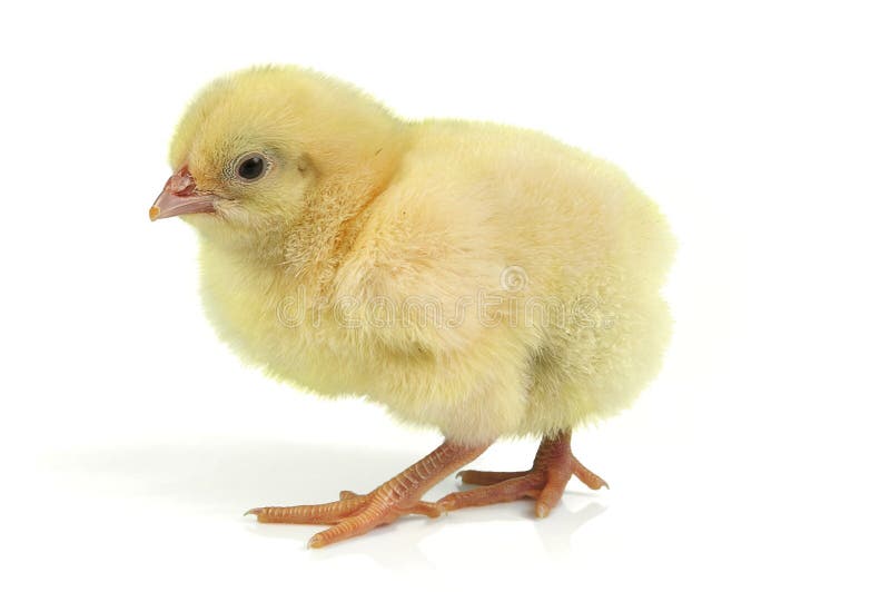 Ostern-Küken Ostern-Küken