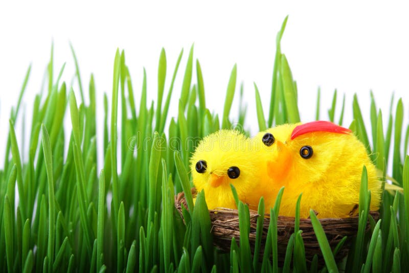 Ostern-Küken im Gras stockfotografie Ostern-Küken im Gras stockfotografie