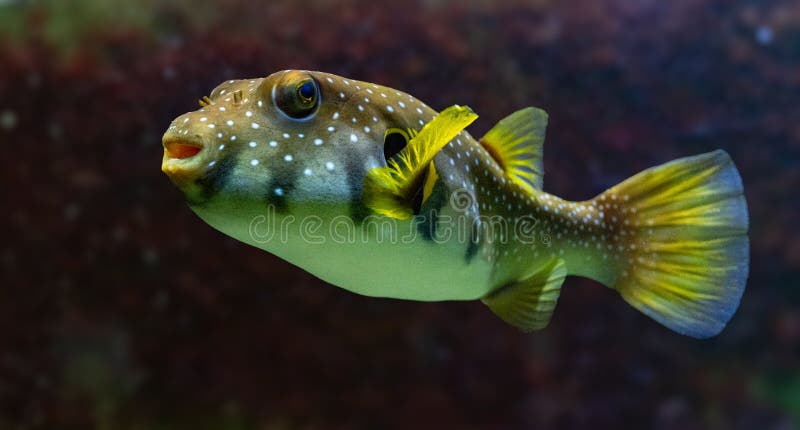 Yellow boxfish (Ostracion cubicum) is a species of boxfish found in reefs throughout the Pacific Ocean and Indian Ocean. Yellow boxfish (Ostracion cubicum) is a species of boxfish found in reefs throughout the Pacific Ocean and Indian Ocean