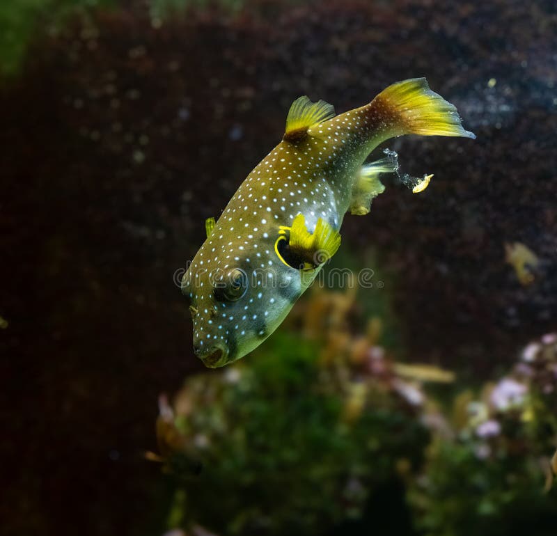 Yellow boxfish (Ostracion cubicum) is a species of boxfish found in reefs throughout the Pacific Ocean and Indian Ocean. Yellow boxfish (Ostracion cubicum) is a species of boxfish found in reefs throughout the Pacific Ocean and Indian Ocean