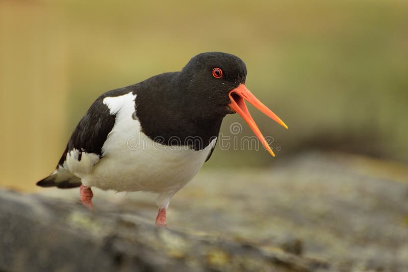 Ostralegus Haematopus Oystercather европейца сидя на камне и вызывать стоковое фото Ostralegus Haematopus Oystercather европейца сидя на камне и вызывать стоковое фото