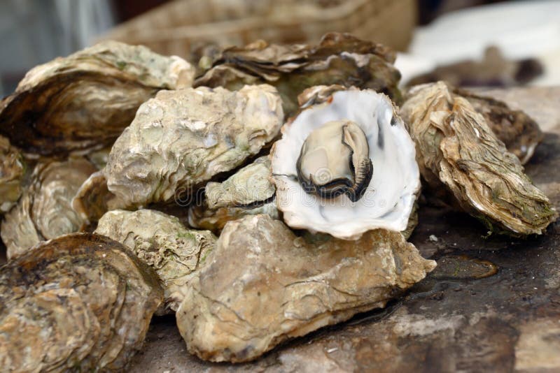 Some boiled oysters with natural light. Some boiled oysters with natural light