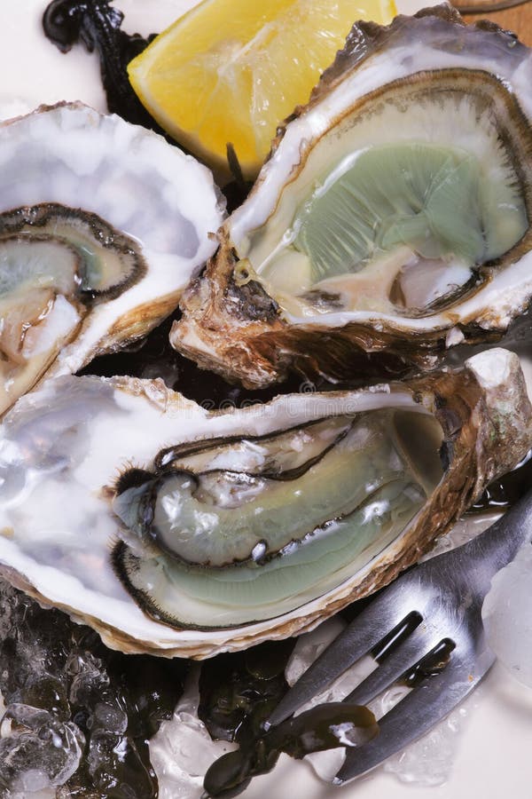 Ostras frescas foto de stock royalty free