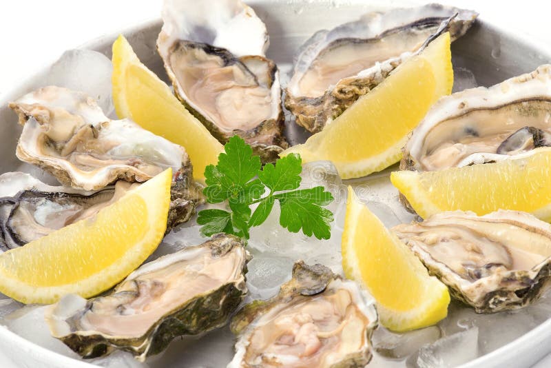 Ostras no gelo isoladas foto de stock royalty free