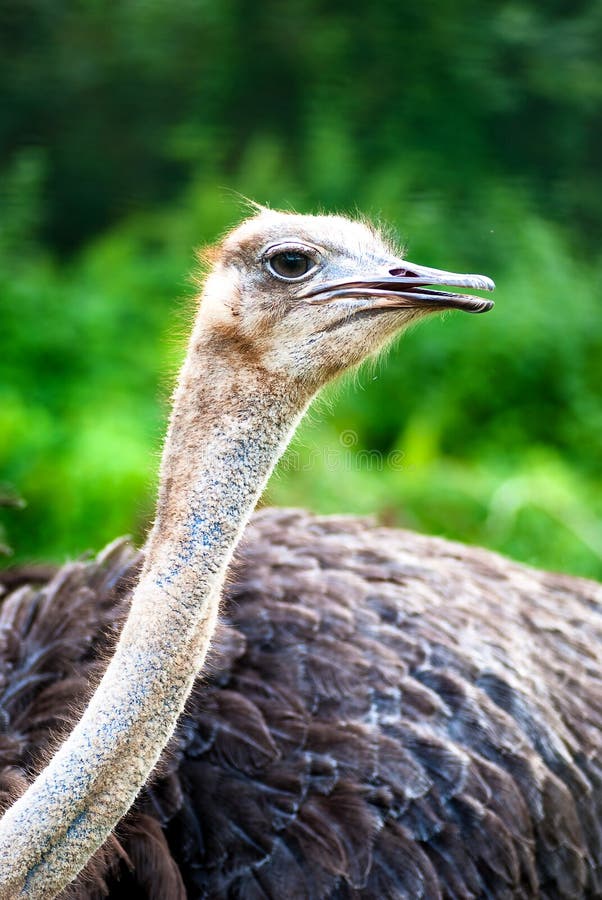 Ostrich 03