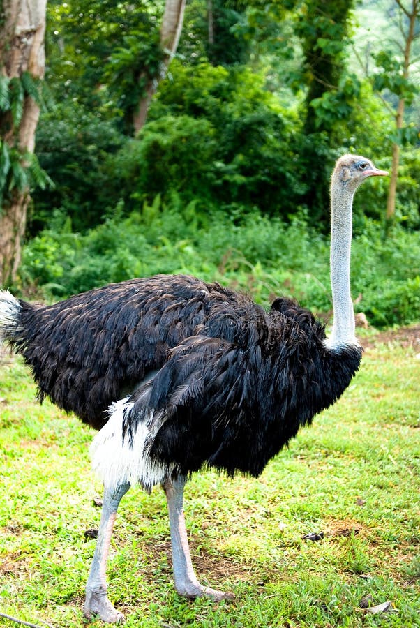 Ostrich