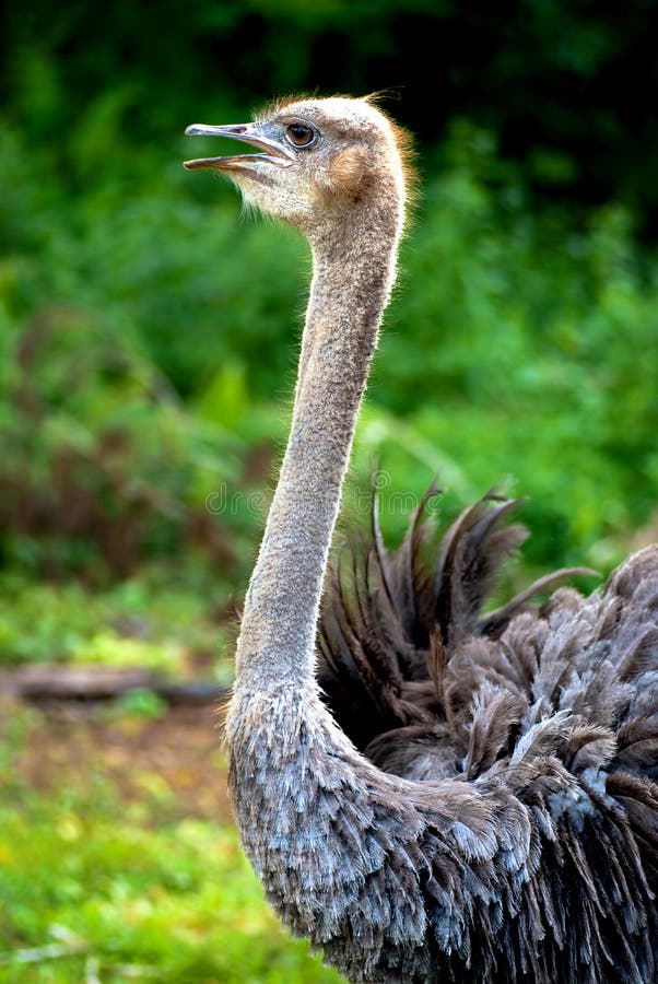 Ostrich