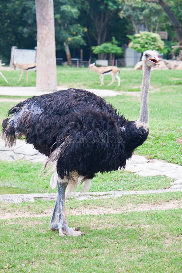 Ostrich