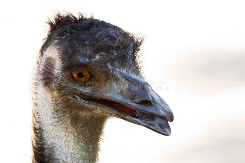 Emu stock photo. Image of animal, bird, large, ostrich 28810330