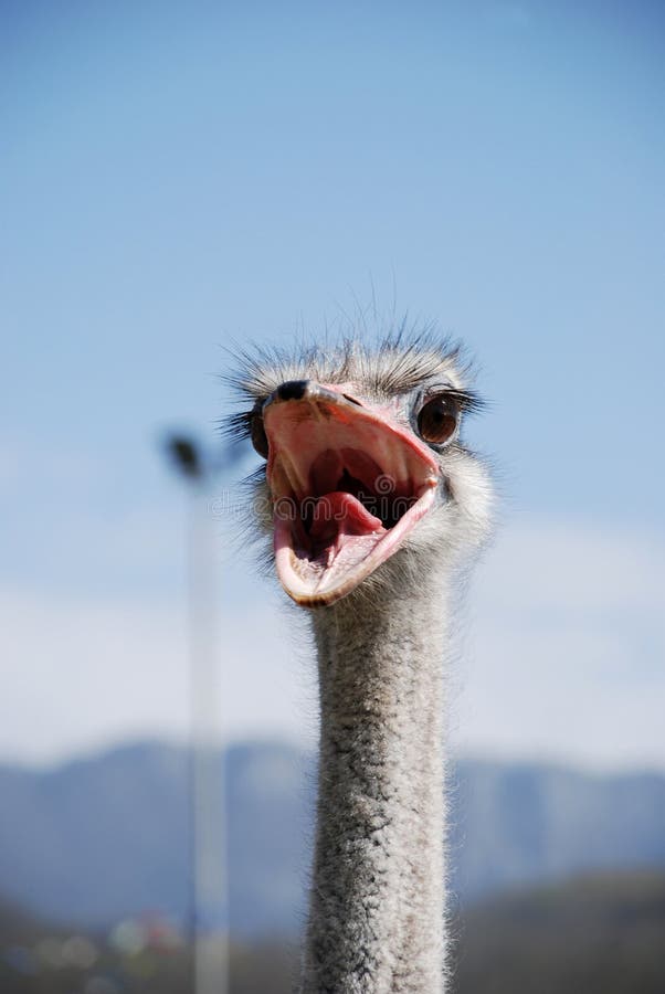 Ostrich