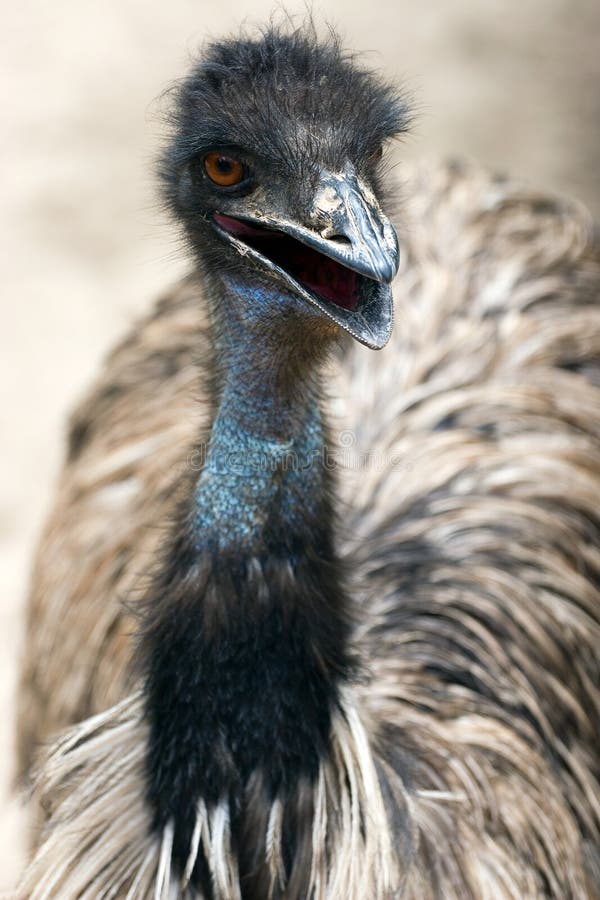 Ostrich