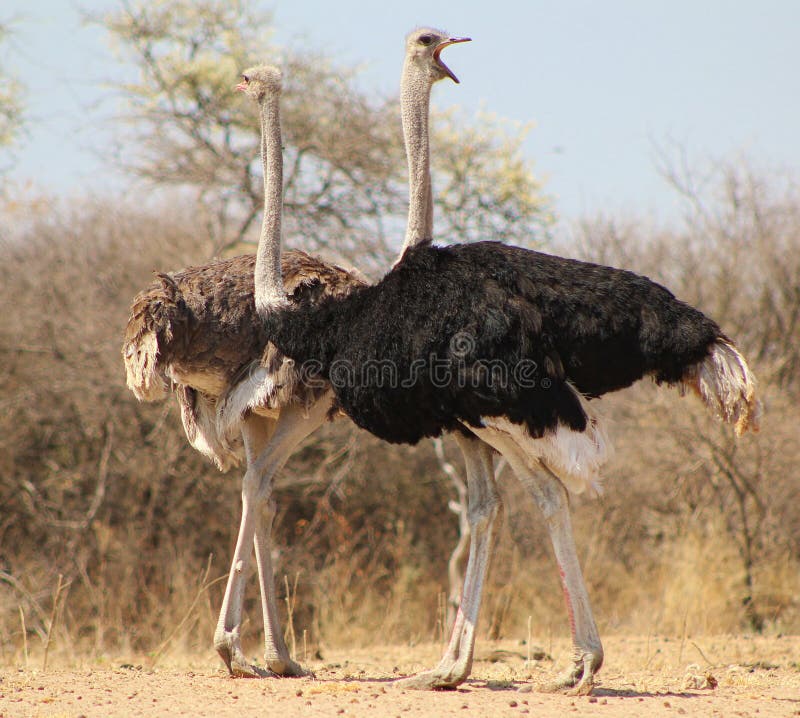 Ostrich - Africa s Giant Gamebird 2