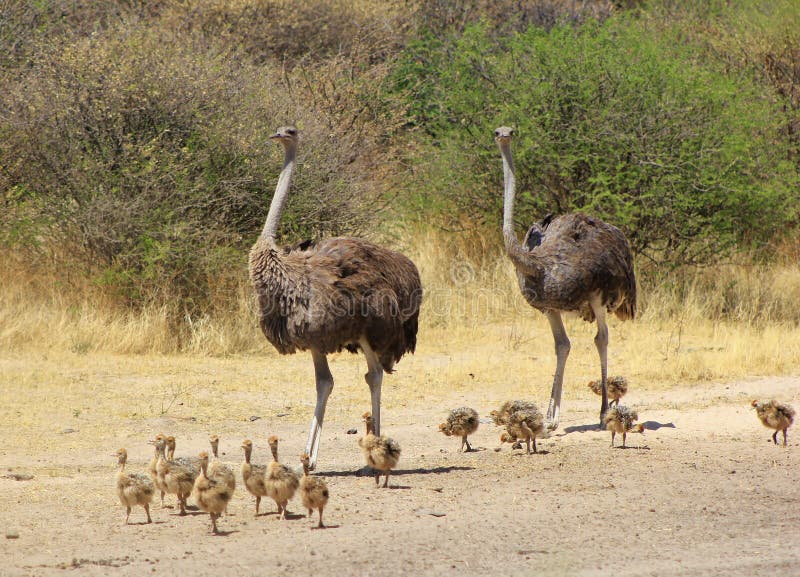 Ostrich - Animal Moms