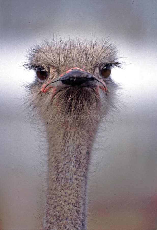 Ostrich with Attitude