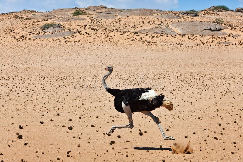 Ostrich bird giant running savannah africa namibia sand stone bush