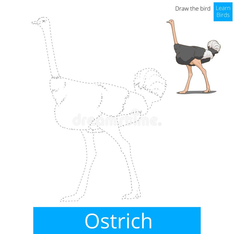 One single line drawing giant running ostrich Vector Image