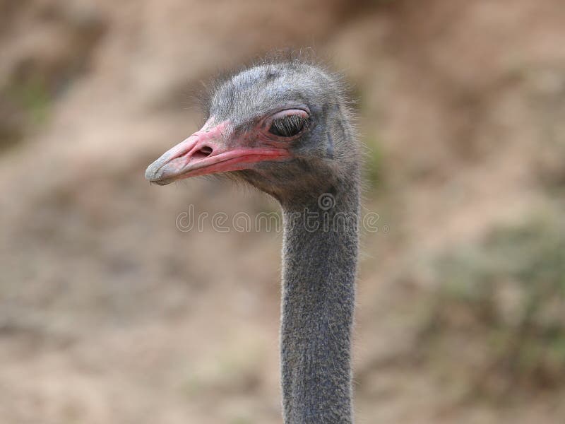 Ostrich royalty free stock photos