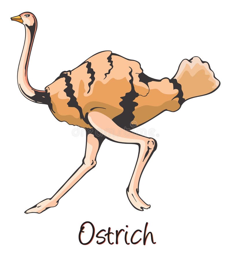 Ostrich, Color Illustration vector illustration