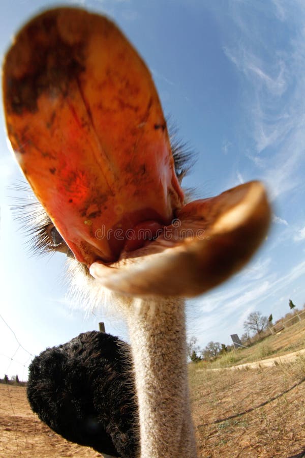 Zvedavá pštrosie zobák dokorán chytiť fotografov fotoaparátu.