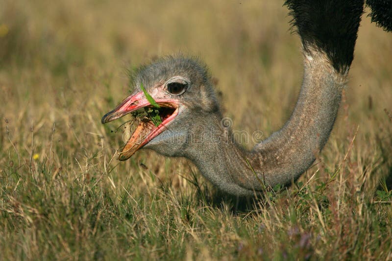 Ostrich eating up close royalty free stock photo Ostrich eating up close royalty free stock photo