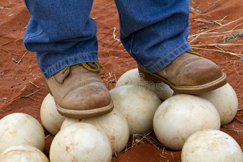 Ostrich eggs 1