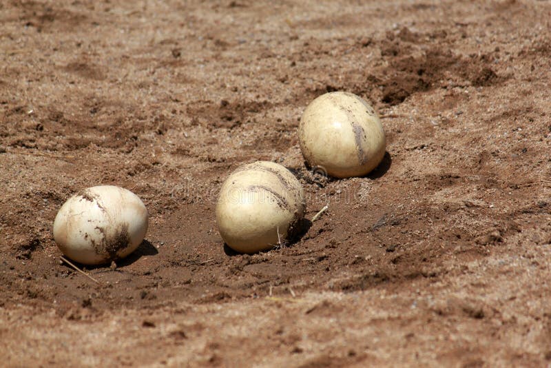 Ostrich eggs