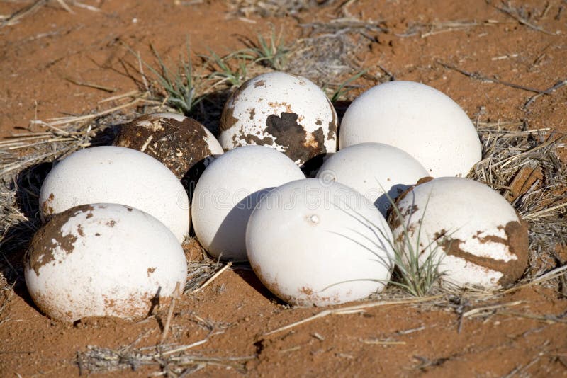 An Ostrich and Its Eggs in Its Nest Stock Image Image of animal, nest 24470959