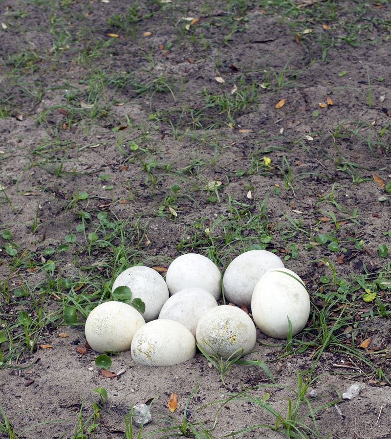 Ostrich with eggs stock photo. Image of curiosity, feathers 20318000