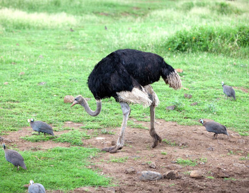 Ostrich emu.