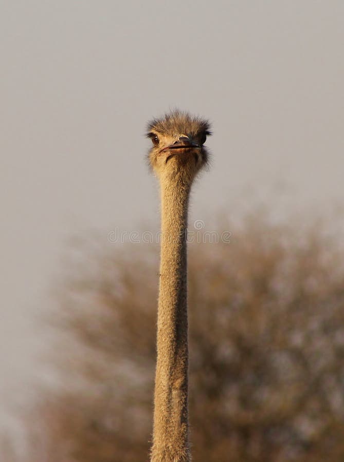 Ostrich eye on you - African feathers