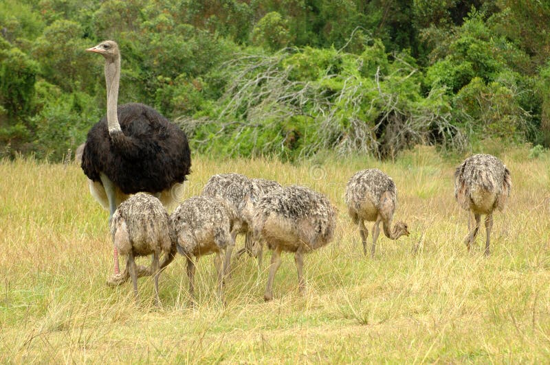 Ostrich family royalty free stock photo