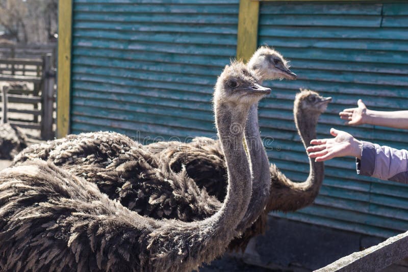 Ostrich Farm stock image. Image of oudtshoorn, closeup - 114255915