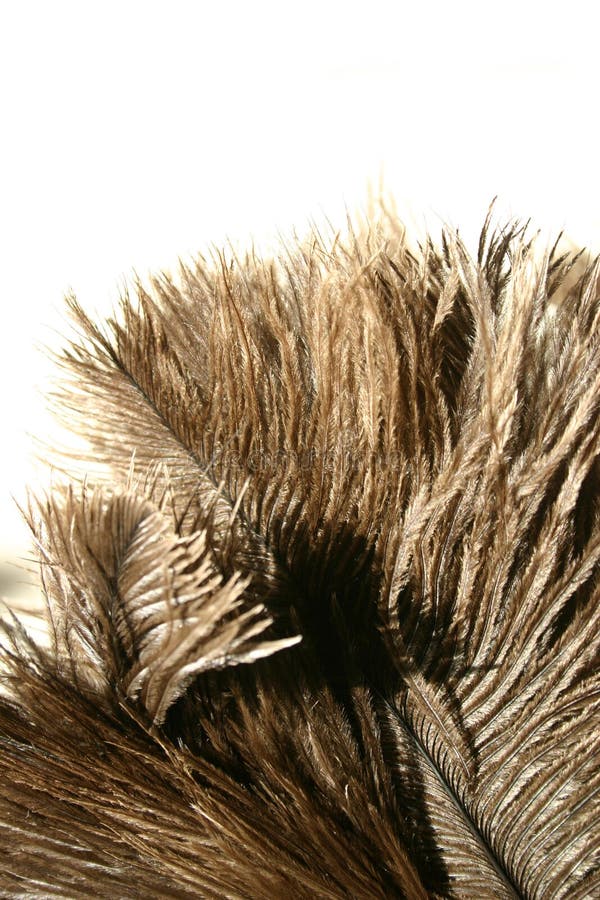 230+ Ostrich feathers Free Stock Photos StockFreeImages