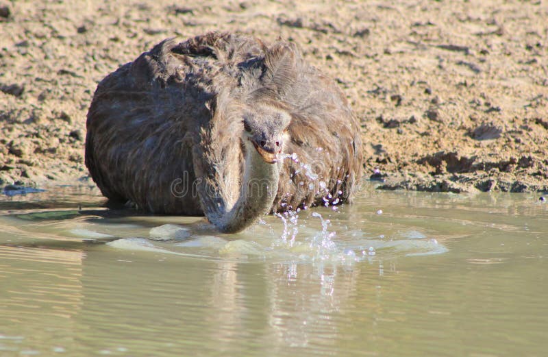 Ostrich female - Extreme Thirst