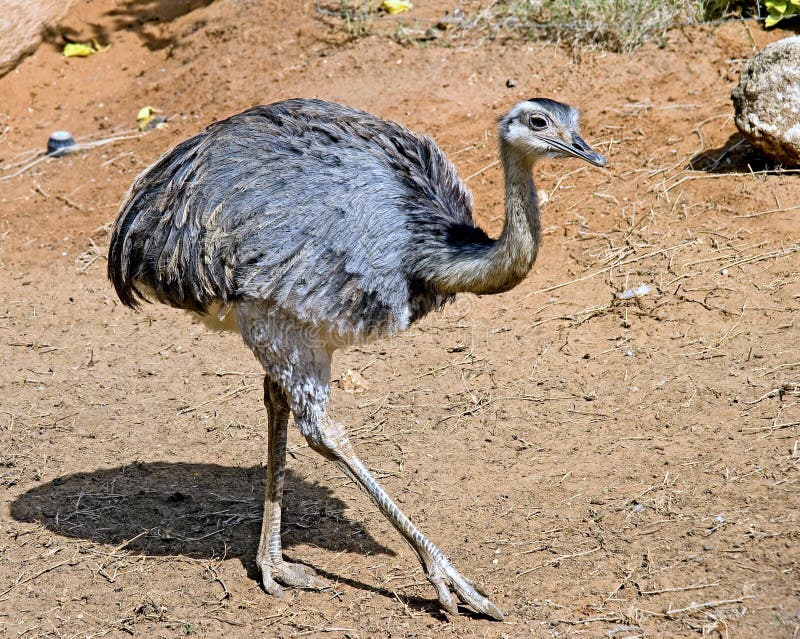 Portrait of young ostrich nandu. Portrait of young ostrich nandu