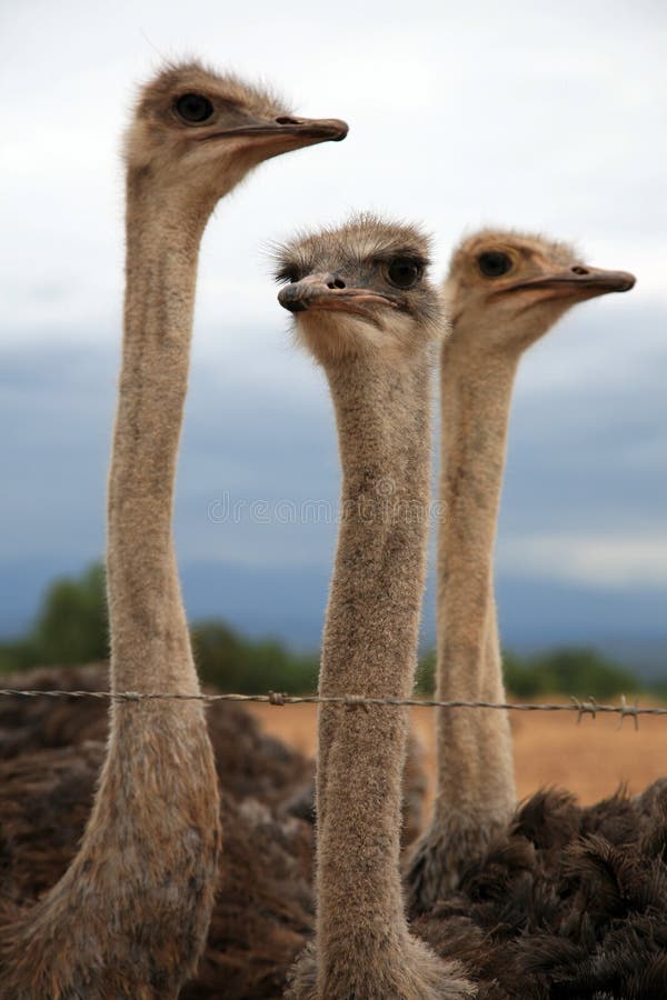 Ostrich in Anticipation of Feeding Stock Photo Image of feeding