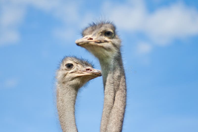 Ostrich heads