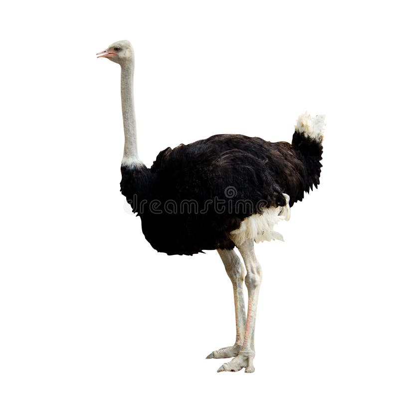 Ostrich bird