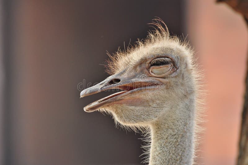 Ostrich Head Open Mouth Stock Photos Download 113 Royalty Free Photos