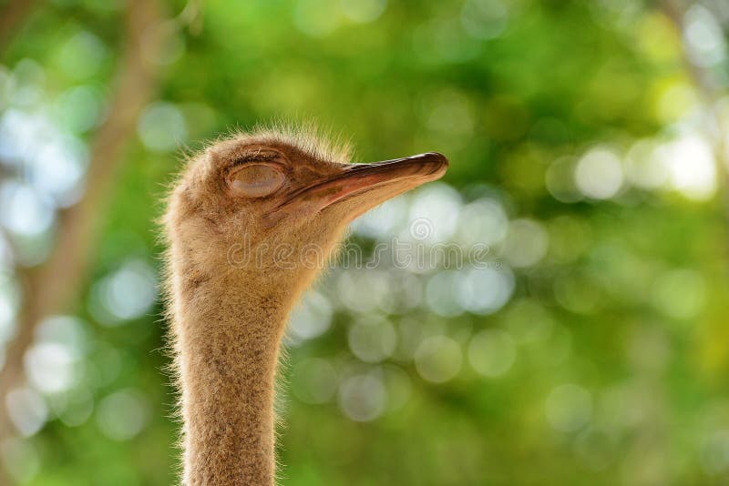 Sleeping Ostrich stock image. Image of sleeping, wallpapar 118173837