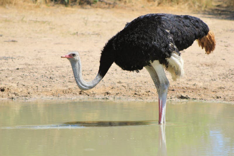 Ostrich male - Fine Feather Fluff