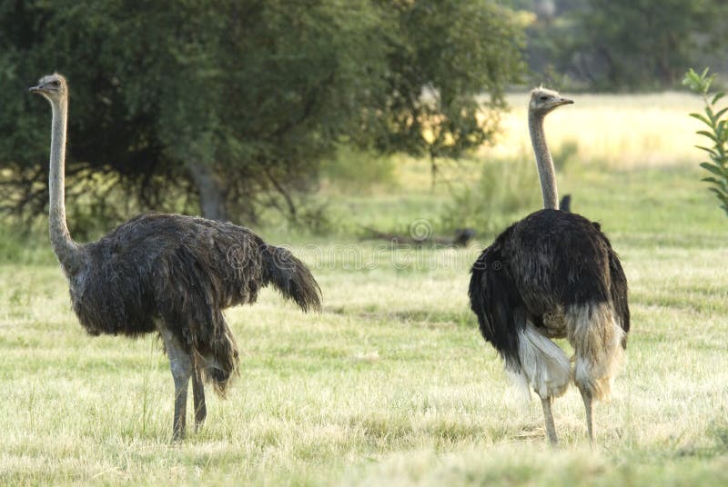 Ostrich; Struisvogel; Struthio camelus royalty free stock images Ostrich; Struisvogel; Struthio camelus royalty free stock images