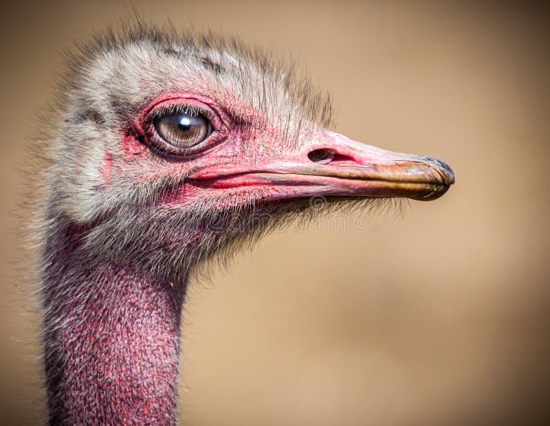 Ostridch in the wild close up profile royalty free stock photos