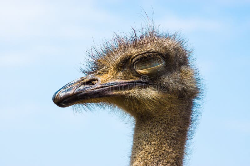 Ostrich stock photo. Image of hair, large, africa, fowl 40329558
