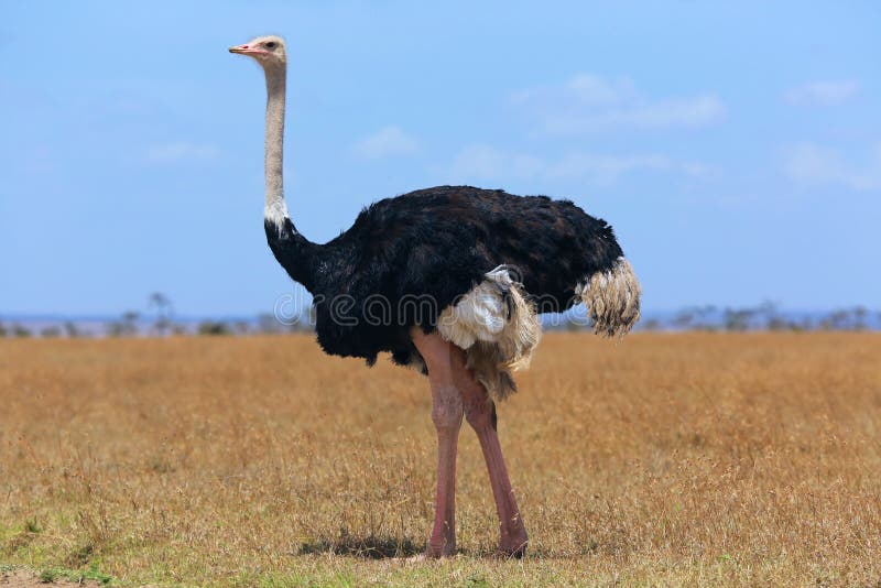 Ostriche at the masai mara national park