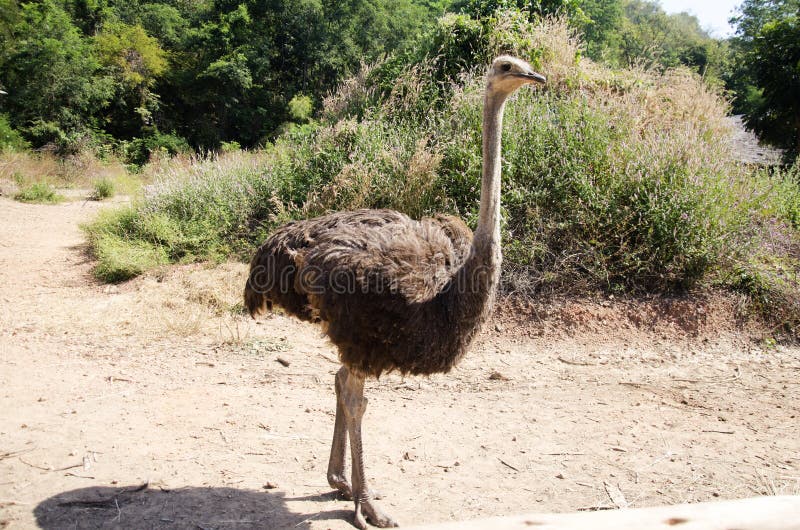 Ostriches or common ostrich or Struthio camelus relax in farm at