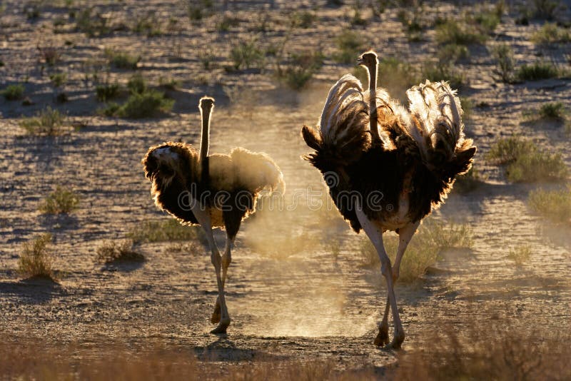 Ostriches in dust