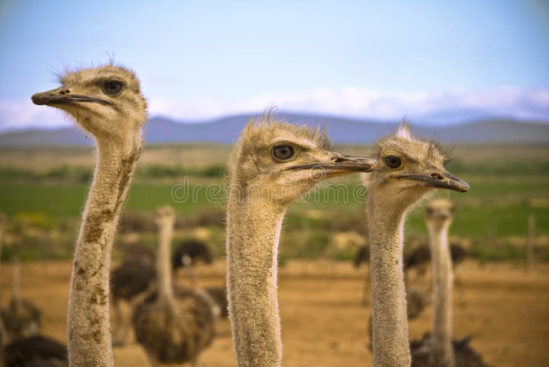 Ostriches in the Karoo